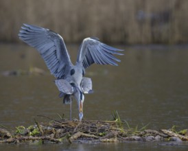 Grey heron (Ardea cinerea), copula, nest on floating roots of water lily in front of reeds, Neckar