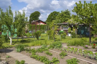 Garden house and fruit trees in allotment garden, allotment garden, garden, spring, Kamen, Ruhr