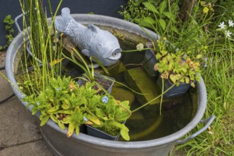 Small pond, tub with decorative fish and plants, North Rhine-Westphalia, Germany