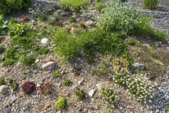 Front garden, allotment garden, gravel garden, spring, North Rhine-Westphalia, Germany