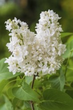 Blooming white lilac (Syringa vulgaris), North Rhine-Westphalia, Germany