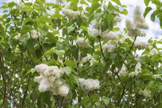 Flowering white lilac (Syringa vulgaris), shrub, North Rhine-Westphalia, Germany