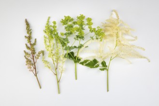 Branches of various flowers, spring bloomers on a white background