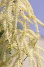 Delicate white flowers of the honeysuckle (Aruncus dioicus) against a blue sky, Neunkirchen, Lower