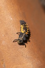 Close-up of a ladybird larva (Coccinellidae) with orange and black patterns, Neunkirchen, Lower