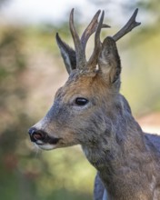 Roe deer (Capreolus capreolus) roebuck, buck hunting, hunting ground, May buck, horns, horns,