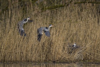Grey heron (Ardea cinerea), disputes in front of the colony in the reeds, Neckar valley,