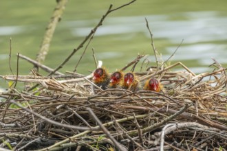 Two-day-old coelacanth (Fulica atra) in its nest. Bas rhin, Alsace, grand est, France