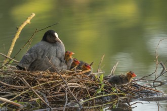 A burbot (Fulica atra) broods its two-day-old chicks on its nest. Bas rhin, Alsace, grand est,