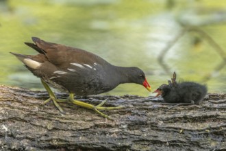 A common moorhen (Gallinula chloropus) provides food for its two-week-old young owl. Bas rhin,