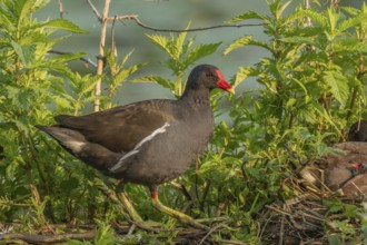 A pair of Common Moorhens (Gallinula chloropus) are looking after their few-day-old chicks.Bas