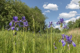 Siberian iris flowers in a meadow in a protected nature reserve. Herbsheim, Bas rhin, Alsace, grand