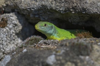 Western green lizard (Lacerta bilineata), resting on a stone of a dry stone wall, Neckar valley,