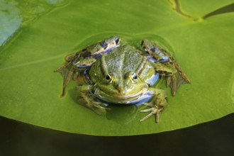 Frog in a water lily pond, June, Germany