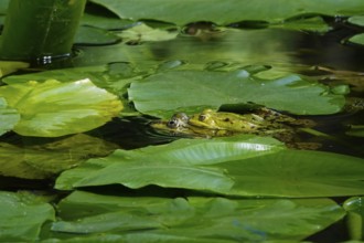 Frogs in a water lily pond, June, Germany