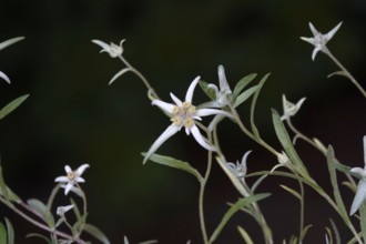 Edelweiss (Leontopodium alpinum), June, Germany