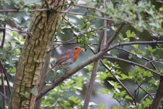 Robin in a tree, June, Germany