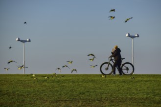 A flock of monk parakeets (Myiopsitta monachus) in a park in Buenos Aires in winter are filmed by a
