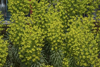 Mediterranean spurge (Euphorbia characias ssp. wulfenii), Bavaria, Germany
