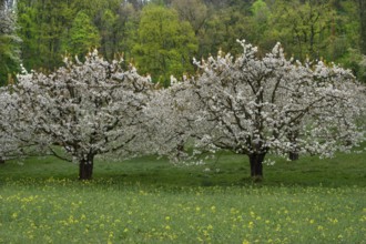 Blossoming cherry trees (Prunus avium), Franconia, Bavaria, Germany
