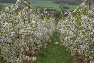 Blossoming cherry trees of a plantation (Prunus avium), Rüsselbach, Upper Franconia, Bavaria,