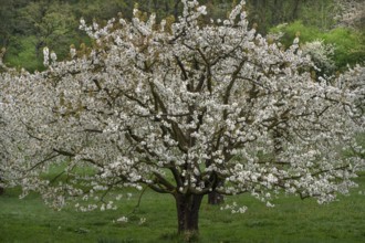 Blossoming cherry tree (Prunus avium), Franconia, Bavaria, Germany