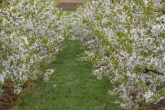 Blossoming cherry trees of a plantation (Prunus avium), Franconia, Bavaria, Germany