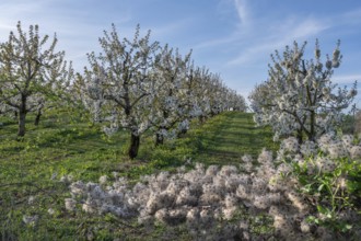 Seed stand of a clematis, in the background young, flowering cherry trees of a plantation (Prunus