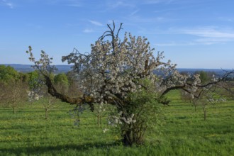 Old flowering cherry tree (Prunus avium), Franconia, Bavaria, Germany