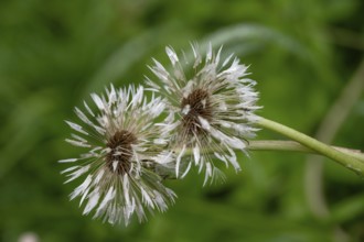 Withered dandelion (Taraxacum) in the rain, Bavaria, Germany