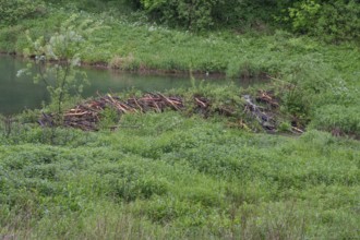 Artificial lake dammed by beavers, Großenohe, Upper Franconia, Bavaria, Germany