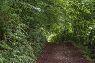 Forest path in a spring forest, Bavaria, Germany