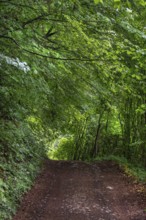 Forest path in a spring forest, Bavaria, Germany