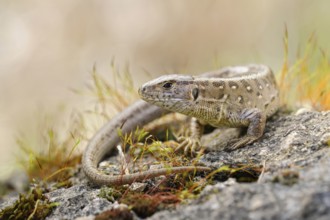 Sunbathing... Sand lizard (Lacerta agilis), native lizard, loves dry, sunny, barren habitats, uses