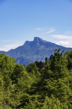Dense deciduous forest behind it rises the Schafberg, Mondseeland, Mondsee, Salzkammergut, Upper