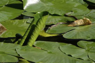 Grass snake (Natrix natrix) on a lake, June, Germany