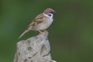 Tree sparrow (Passer montanus), sitting on a stone, biosphere reserve, Swabian Alb,