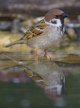 Tree sparrow (Passer montanus), drinking at the bird bath, biosphere reserve, Swabian Alb,