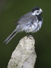 White wagtail (Motacilla alba), sitting on a stone and drying its feathers, biosphere reserve,