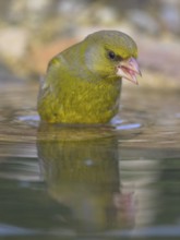 Greenfinch (Chloris chloris), male bathing, biosphere reserve, Swabian Alb, Baden-Württemberg,