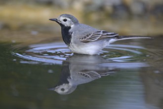 White wagtail (Motacilla alba), male bathing, biosphere reserve, Swabian Alb, Baden-Württemberg,