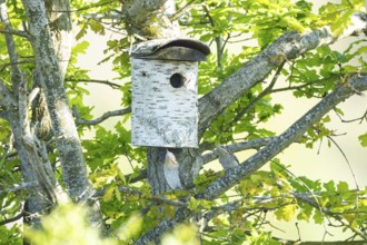 Eurasian wryneck (Jynx torquilla) Germany