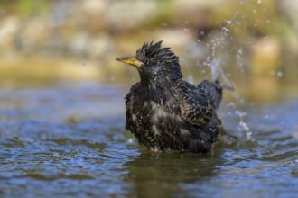 Starling (Sturnus vulgaris), bathing, biosphere reserve, Swabian Alb, Baden-Württemberg, Germany