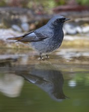 Black redstart (Phoenicurus ochruros), male standing in water, biosphere reserve, Swabian Alb,