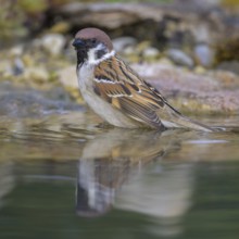 Tree sparrow (Passer montanus), bathing, biosphere reserve, Swabian Alb, Baden-Württemberg, Germany