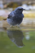Black redstart (Phoenicurus ochruros), male bathing, biosphere reserve, Swabian Alb,