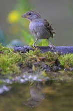 House sparrow (Passer domesticus), young bird at the bird bath, biosphere reserve, Swabian Alb,