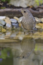Black redstart (Phoenicurus ochruros), female standing in water, biosphere reserve, Swabian Alb,