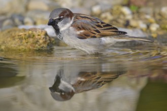 House sparrow (Passer domesticus), male bathing, biosphere reserve, Swabian Alb, Baden-Württemberg,