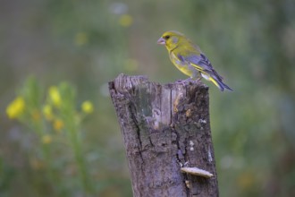 Greenfinch (Chloris chloris), male on dead wood, biosphere reserve, Swabian Alb, Baden-Württemberg,